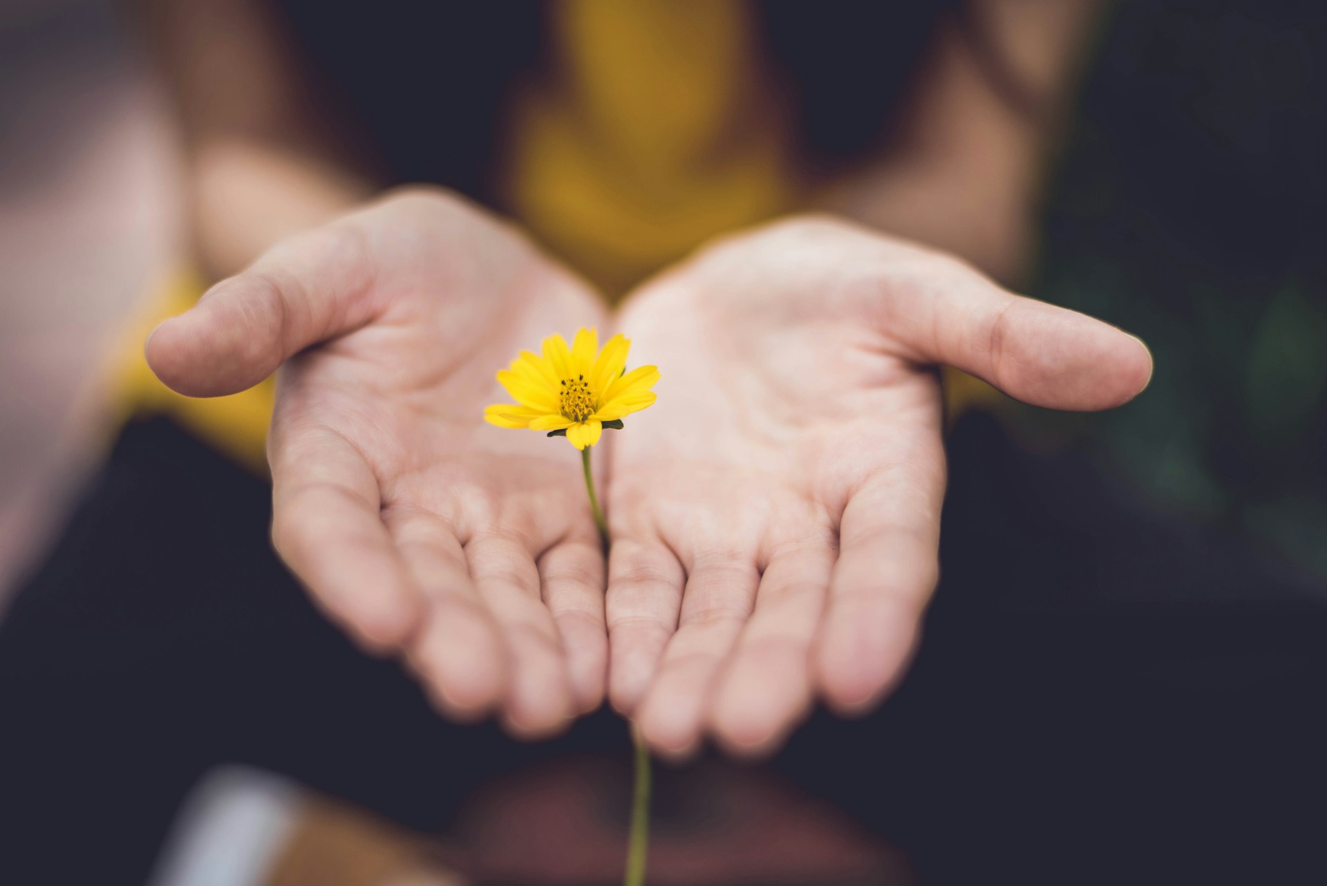 A pair of soft, outstretched hands hold up a delicate bright yellow flower with a long stem, against a blurred background. This visual metaphor illustrates the supportive partnership Anchored Virtual Assisting offers. We are your Strategic Creative & Brand Partner, meticulously cultivating success and providing the essential virtual assistant services to help your brand blossom.